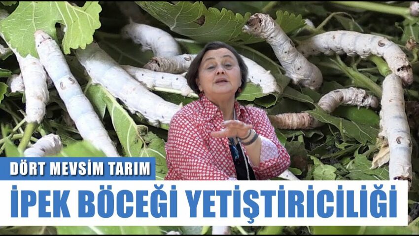 İzmir’de İpek böceği Yetiştiriciliği! Ek Gelir Kapısı Oldu! | Dört Mevsim Tarım Ek Gelir 2022