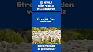 100 KOYUNLA SAĞIM YAPANLAR NE KADAR KAZANIYOR ? #koyun  #hayvancılık #besi #esnaf #koyunculuk Para Kazan