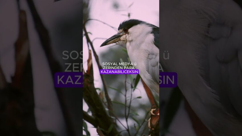 Para KAZAN #shorts #internettenparakazanma Para Kazan
