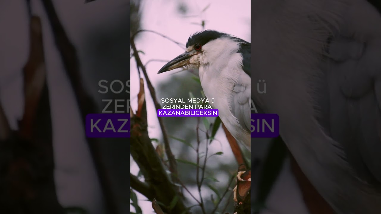 Para-KAZAN-shorts-internettenparakazanma-Para-Kazan